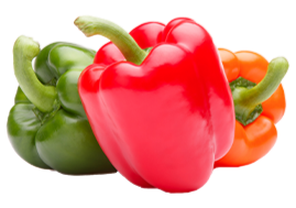 Capsicum